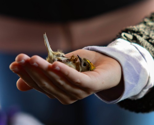 Mazurski Piknik Ornitologiczny | FOTORELACJA